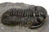 Detailed Gerastos Trilobite Fossil - Morocco #310569-2